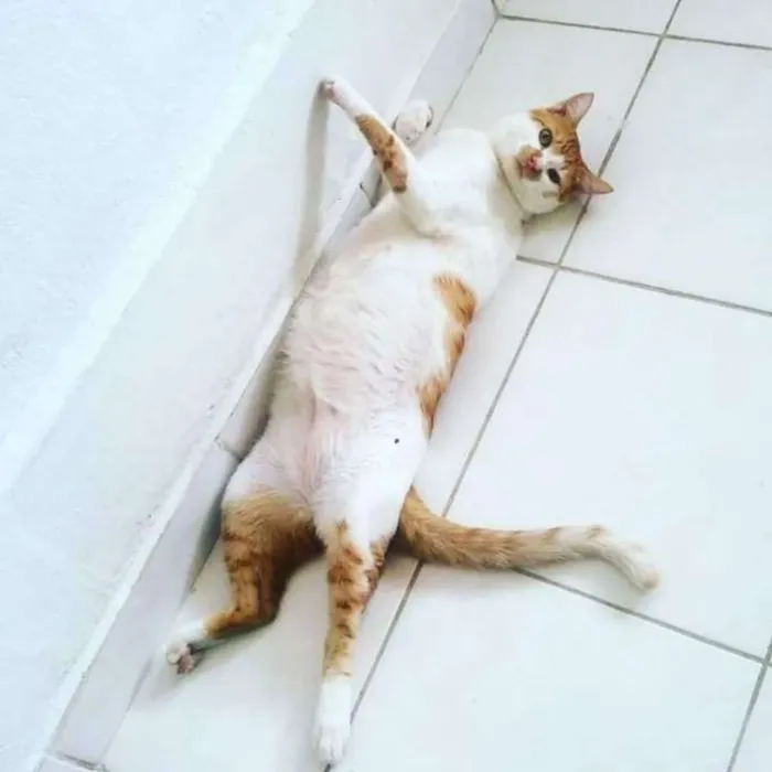 Gato raça Vira lata idade 3 anos nome Gatisbleudo