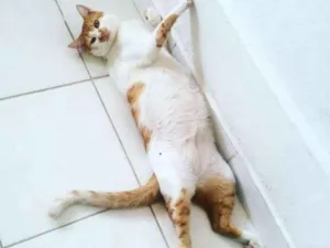 Gato raça Vira lata idade 3 anos nome Gatisbleudo