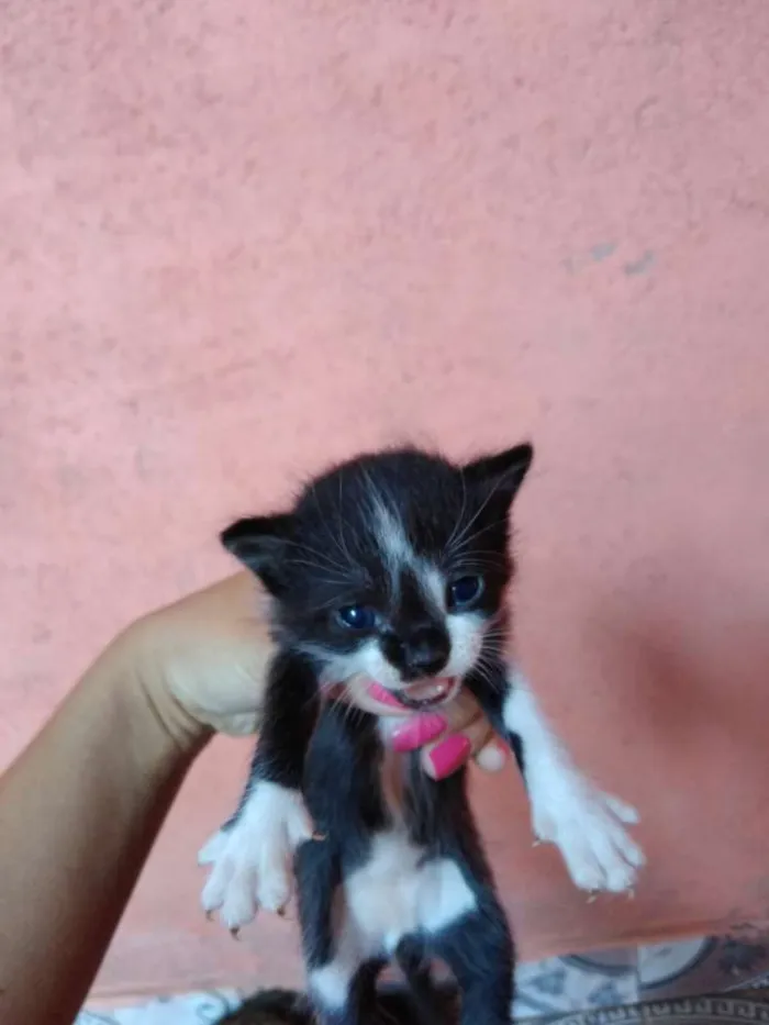 Gato ra a Gato idade Abaixo de 2 meses nome Ainda não tem nome