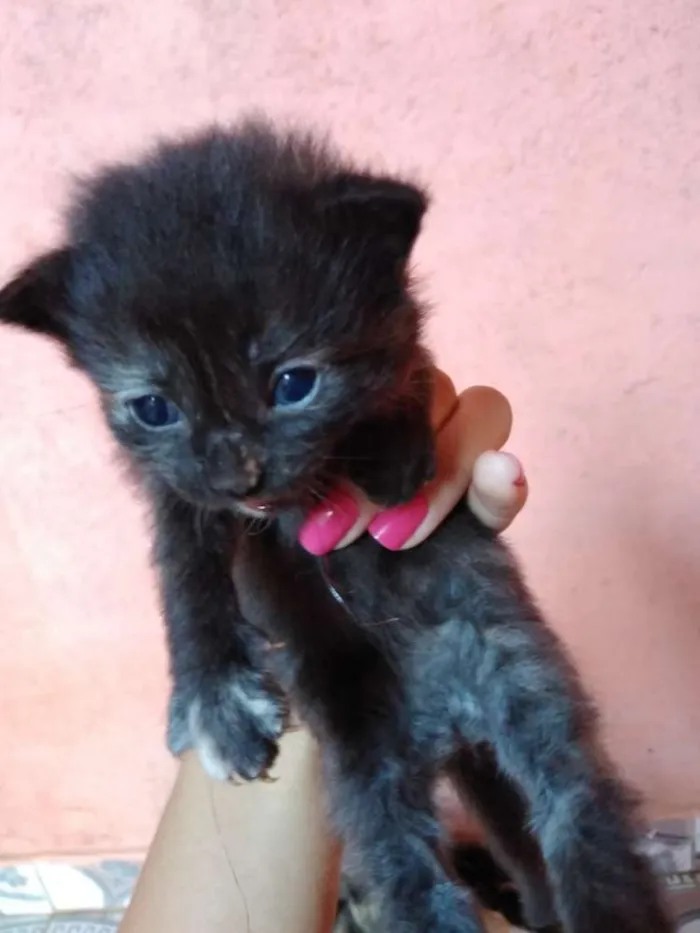 Gato ra a Gato idade Abaixo de 2 meses nome Ainda não tem nome