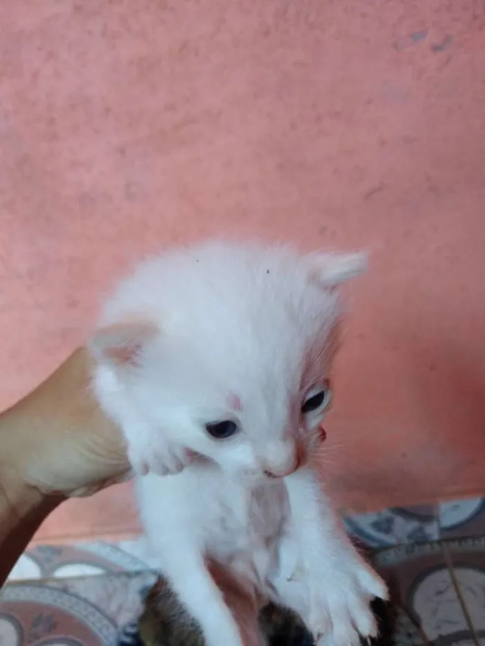 Gato ra a Gato idade Abaixo de 2 meses nome Ainda não tem nome