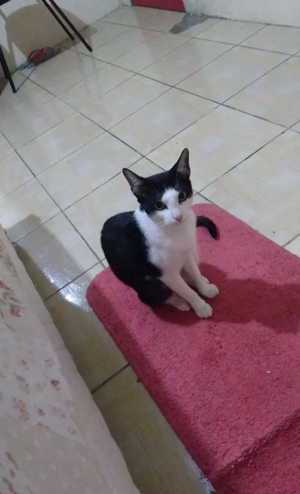 Gato raça Vira lata  idade 1 ano nome Hanna