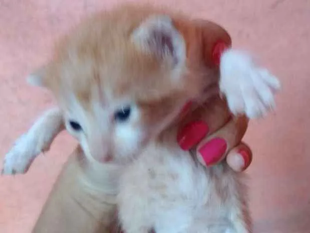 Gato ra a Gato idade Abaixo de 2 meses nome Ainda não tem nome