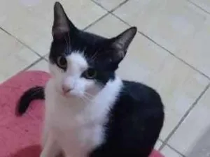Gato raça Vira lata  idade 1 ano nome Hanna