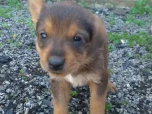 Cachorro raça SRD idade Abaixo de 2 meses nome Pimpolho