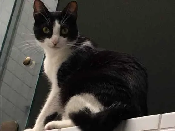 Gato ra a  idade 1 ano nome Bisky