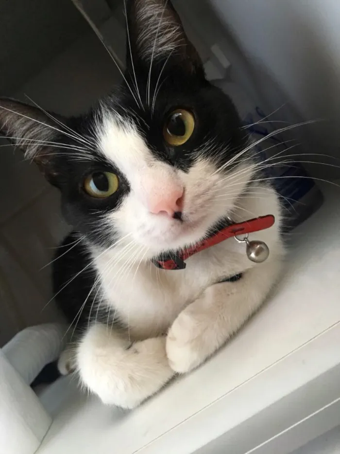 Gato ra a  idade 1 ano nome Bisky