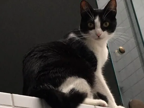 Gato ra a  idade 1 ano nome Bisky