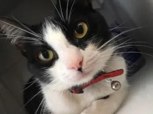 Gato raça  idade 1 ano nome Bisky