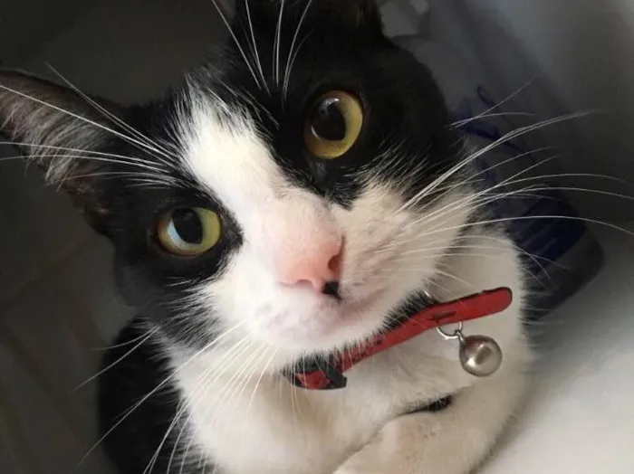 Gato ra a  idade 1 ano nome Bisky