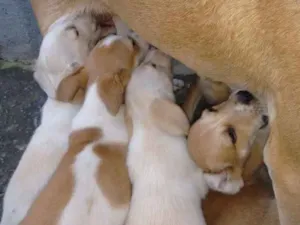 Cachorro raça Vira lata idade 2 a 6 meses nome Branquinhos