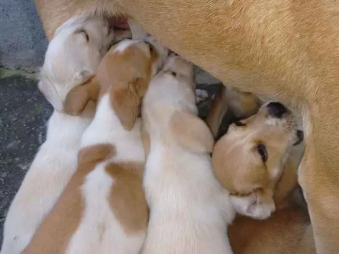 Cachorro ra a Vira lata idade 2 a 6 meses nome Branquinhos