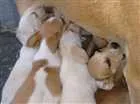 Cachorro raça Vira lata idade 2 a 6 meses nome Branquinhos