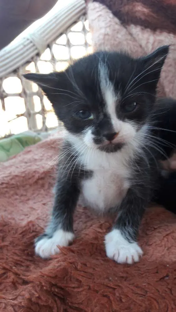 Gato ra a SRD idade Abaixo de 2 meses nome Filhotes