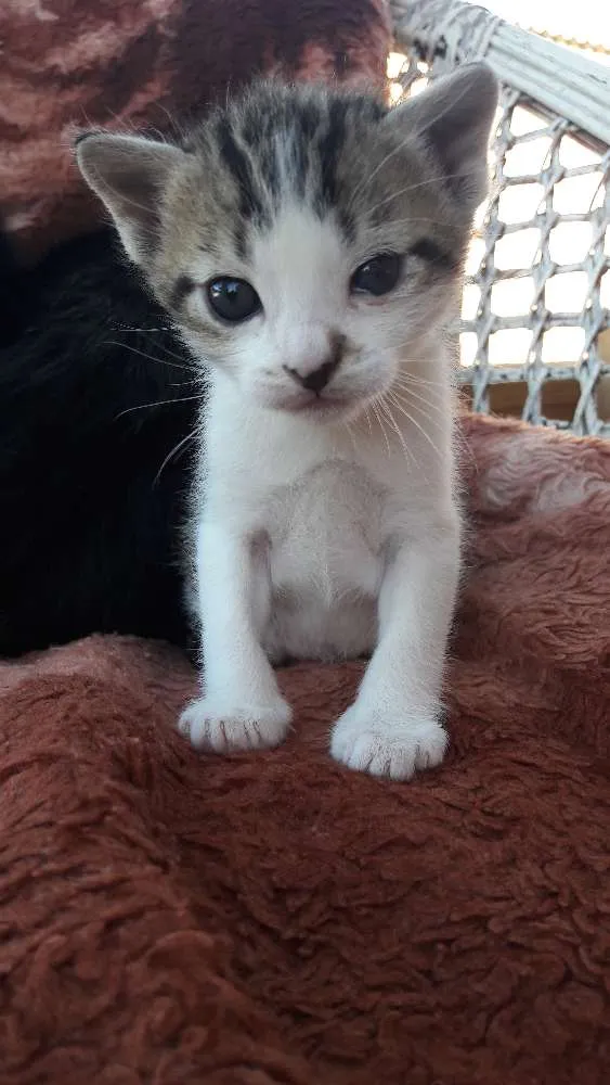 Gato ra a SRD idade Abaixo de 2 meses nome Filhotes