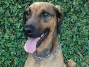 Cachorro raça SRD idade 3 anos nome COSTELINHA
