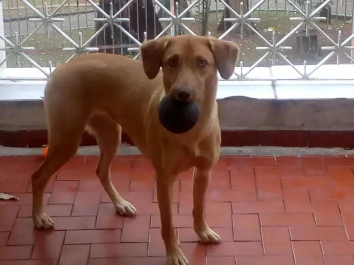 Cachorro ra a SRD idade 7 a 11 meses nome Chiara