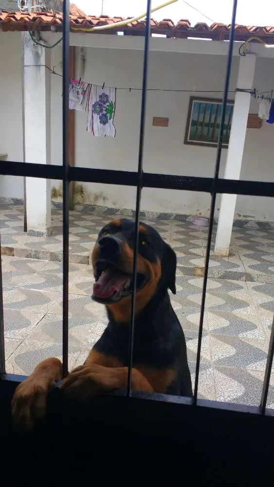 Cachorro raça Rottweiler idade 1 ano nome Brother