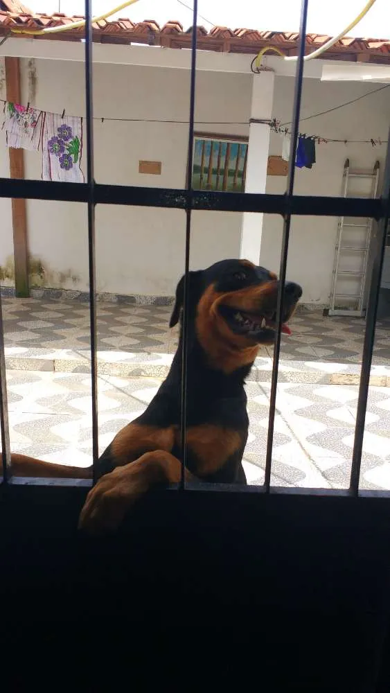 Cachorro raça Rottweiler idade 1 ano nome Brother