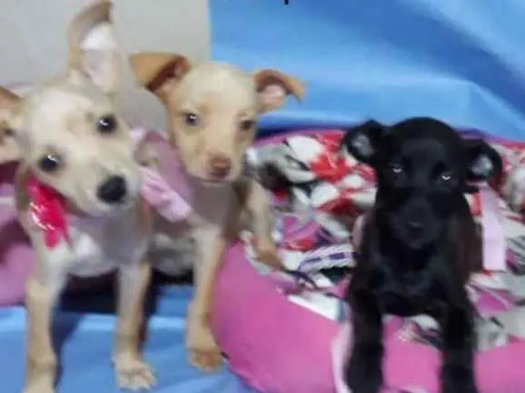 Cachorro ra a viralata idade  nome varios