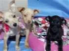 Cachorro raça viralata idade  nome varios