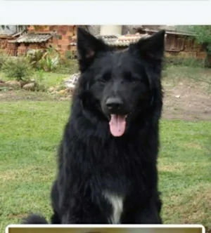 Cachorro raça Pastor belga idade 6 ou mais anos nome Zeus