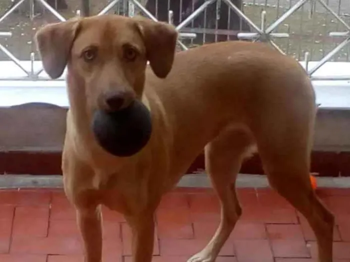 Cachorro ra a SRD idade 7 a 11 meses nome Chiara