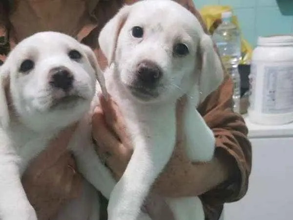 Cachorro ra a viralata idade 2 a 6 meses nome bebe