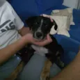 Bruno