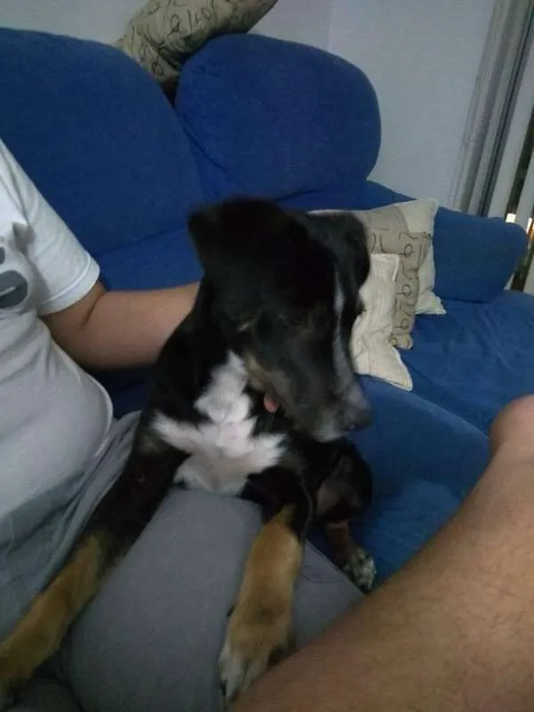 Cachorro ra a SRD idade 2 a 6 meses nome Bruno