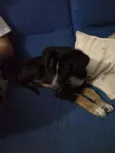 Bruno