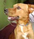 Garoto