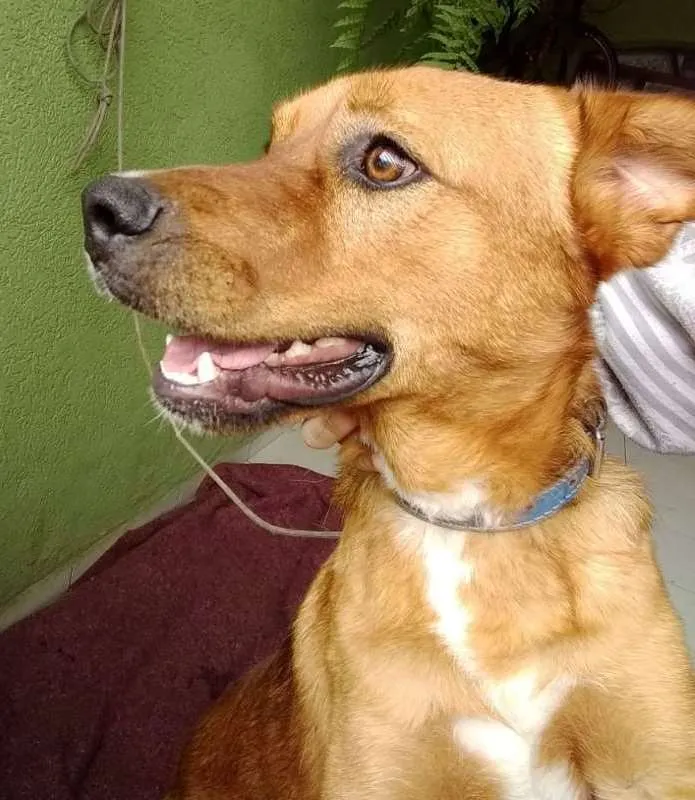 Cachorro ra a srd idade 1 ano nome Garoto