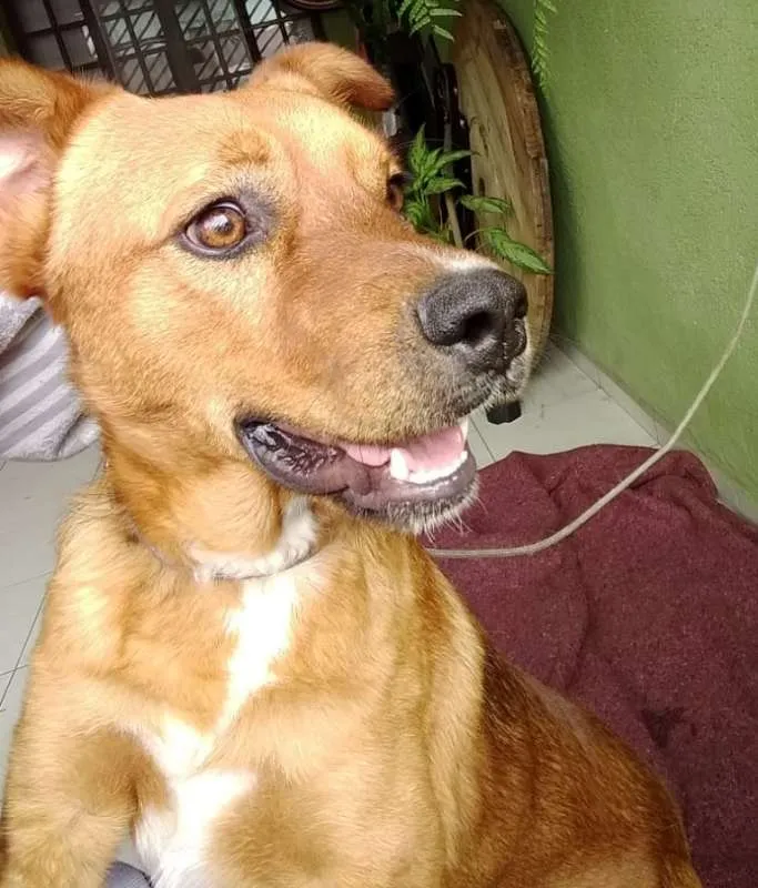 Cachorro ra a srd idade 1 ano nome Garoto