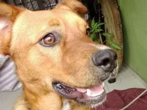 Cachorro raça srd idade 1 ano nome Garoto