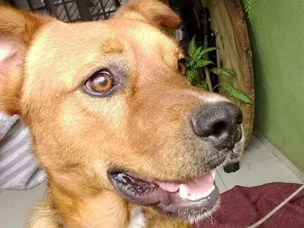 Cachorro ra a srd idade 1 ano nome Garoto