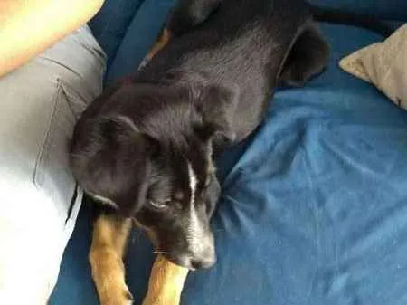 Cachorro ra a SRD idade 2 a 6 meses nome Bruno
