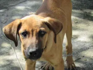Cachorro raça SRD idade 2 a 6 meses nome Pekena