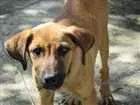 Cachorro raça SRD idade 2 a 6 meses nome Pekena