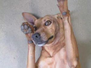 Cachorro raça SRD idade 2 anos nome Amarela