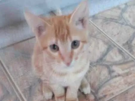 Gato ra a Vira Lata idade 2 a 6 meses nome Jasom