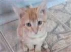 Gato raça Vira Lata idade 2 a 6 meses nome Jasom