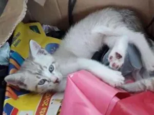 Gato raça  idade Abaixo de 2 meses nome filhotes