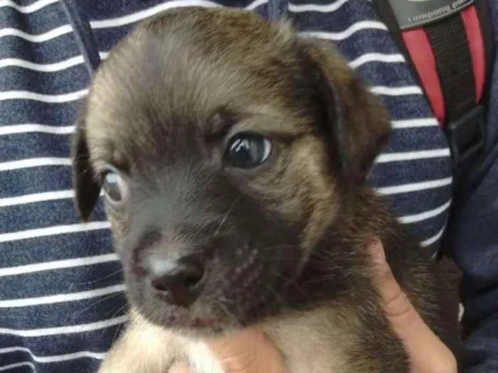 Cachorro ra a SRD idade Abaixo de 2 meses nome SRD