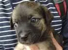 Cachorro raça SRD idade Abaixo de 2 meses nome SRD