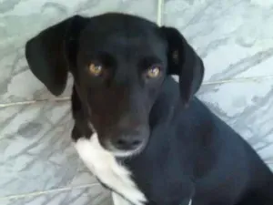 Cachorro raça Vira-lata idade 1 ano nome Estelar