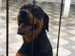 Cachorro raça Rottweiler idade 1 ano nome Brother