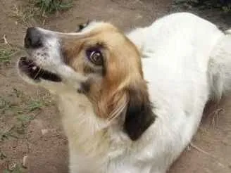 Cachorro ra a VIRA-LATAS idade 2 anos nome LOLA