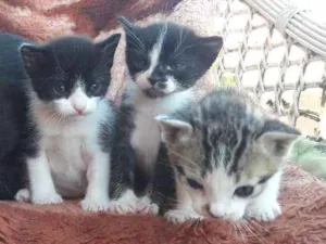 Gato raça SRD idade Abaixo de 2 meses nome Filhotes