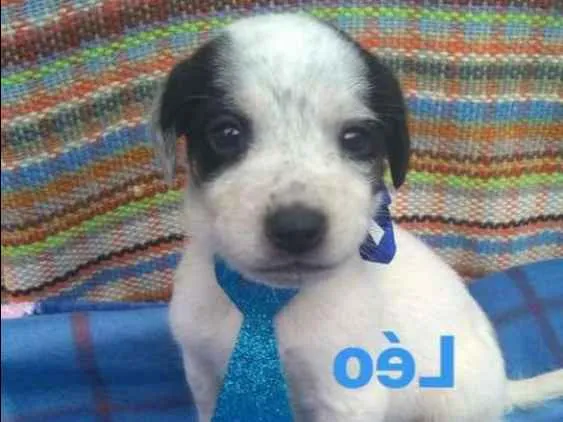 Cachorro ra a  idade Abaixo de 2 meses nome Filhotes Diadema 1